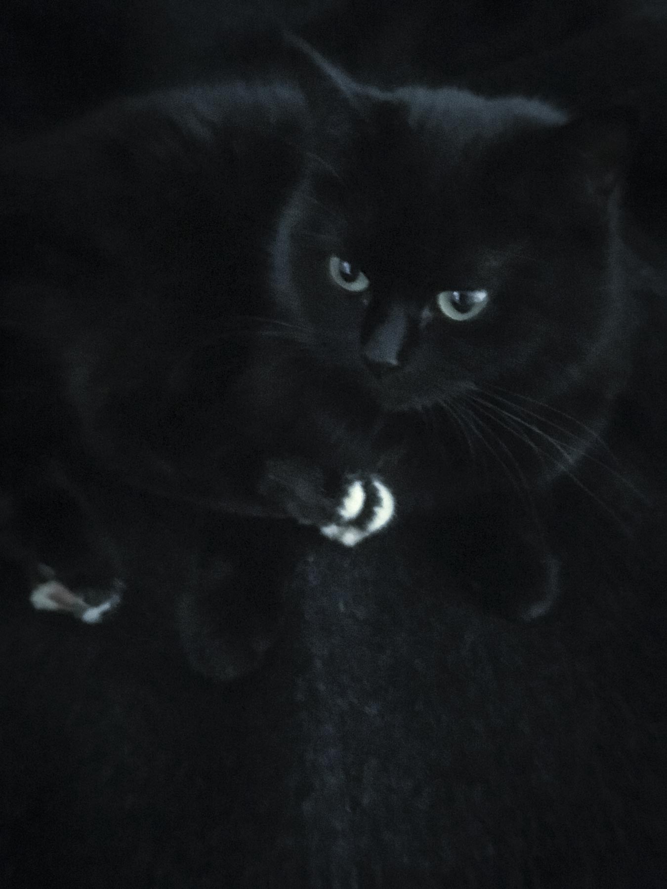 Schwarze Katze auf Sofa Auto Händedes Belgium